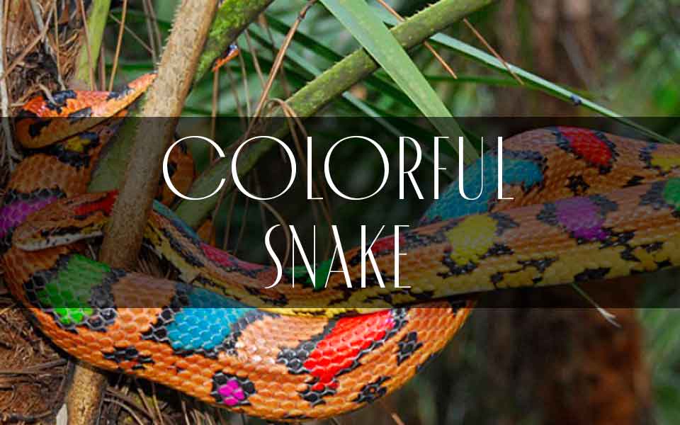 Footwear Trend SS21 - Colorful Snake